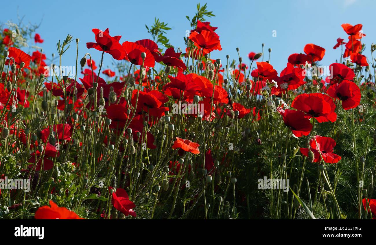 Campo con papaveri rossi contro un cielo blu Foto Stock
