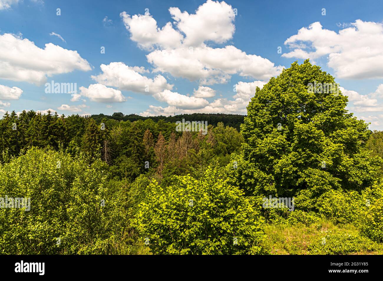 La miniera di minerale di ferro a cielo aperto ricultivata vicino a Esch-sur-Alzette, Lussemburgo. Una riconquista di successo per natura lungo il Minet Trail. Vista su ampie distese di foresta Foto Stock