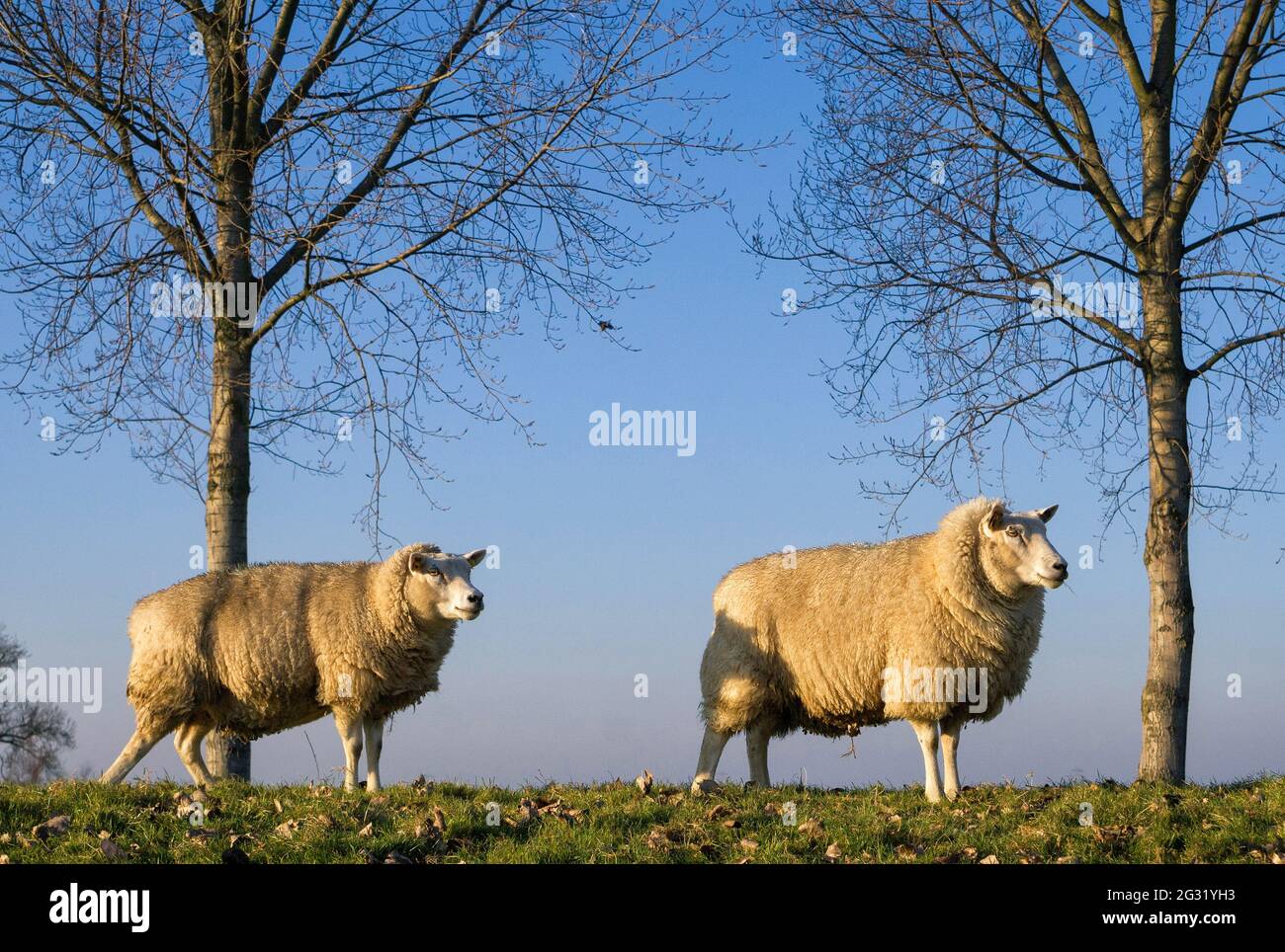 Due pecore in piedi su una diga vicino a Dordrecht Foto Stock