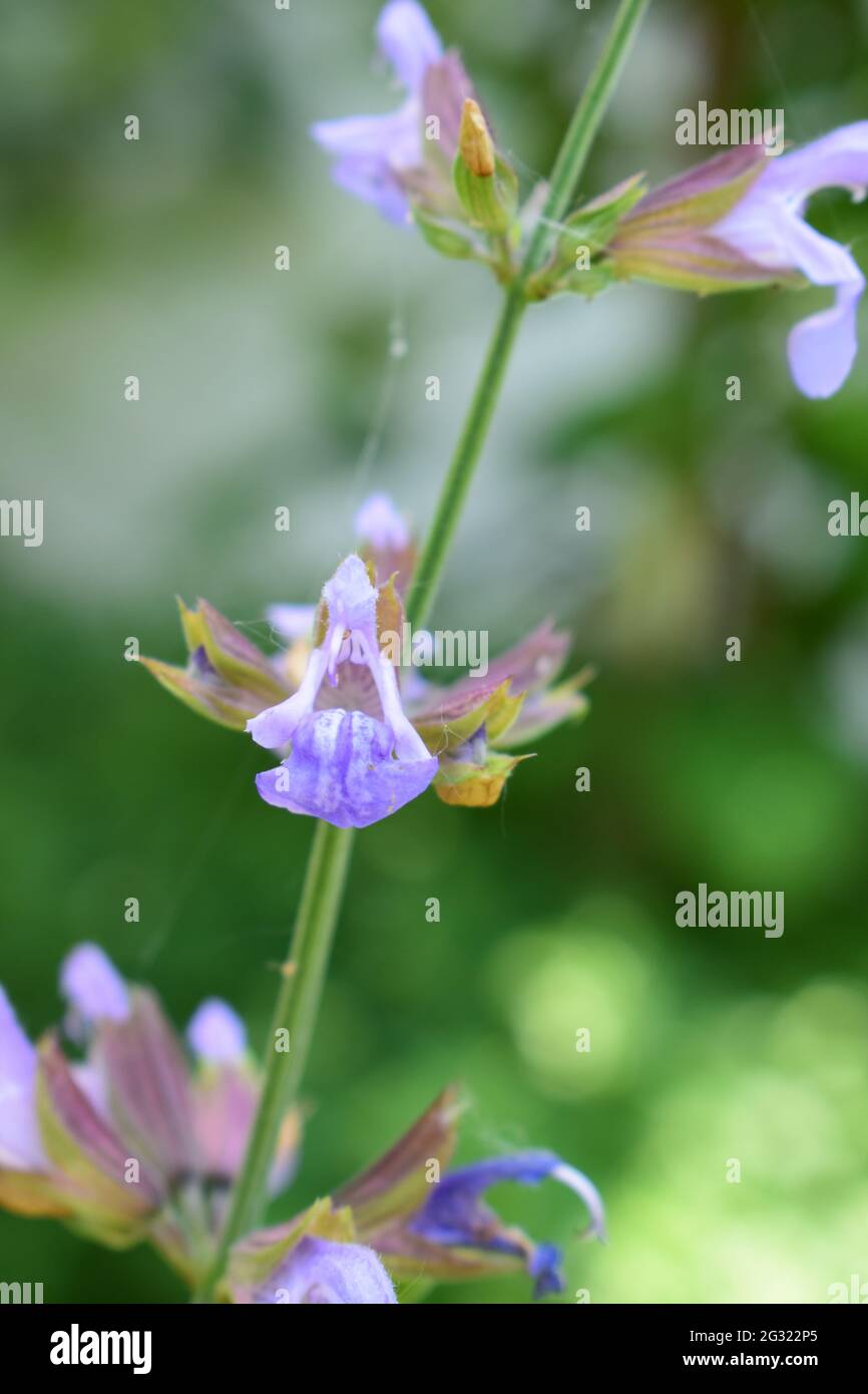 la salvia fiorisce Foto Stock