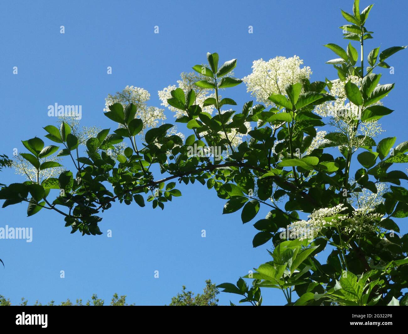 Un ramo di un cespuglio più anziano con fioritura contro un cielo blu radioso. Sia i fiori che le bacche di questo cespuglio hanno una lunga tradizione di uso culinario Foto Stock