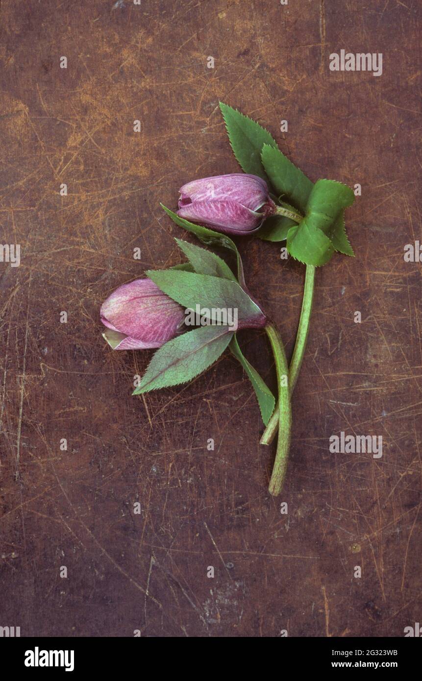 Due gambi e boccioli di fiori chiusi di rosa quaresimale o Heleborus orientalis giacenti su pelle rigata Foto Stock