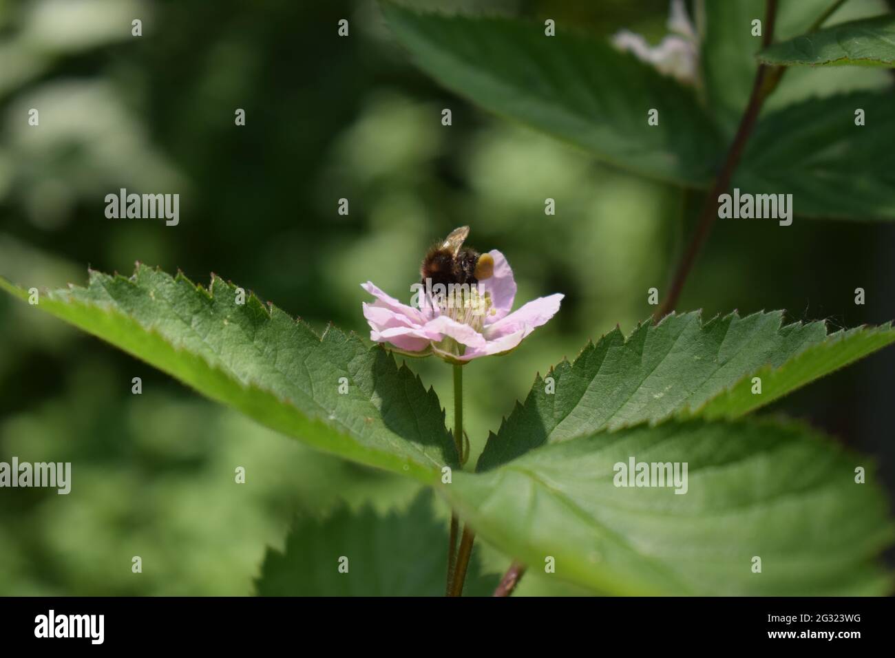 ape in un fiore blackberry Foto Stock