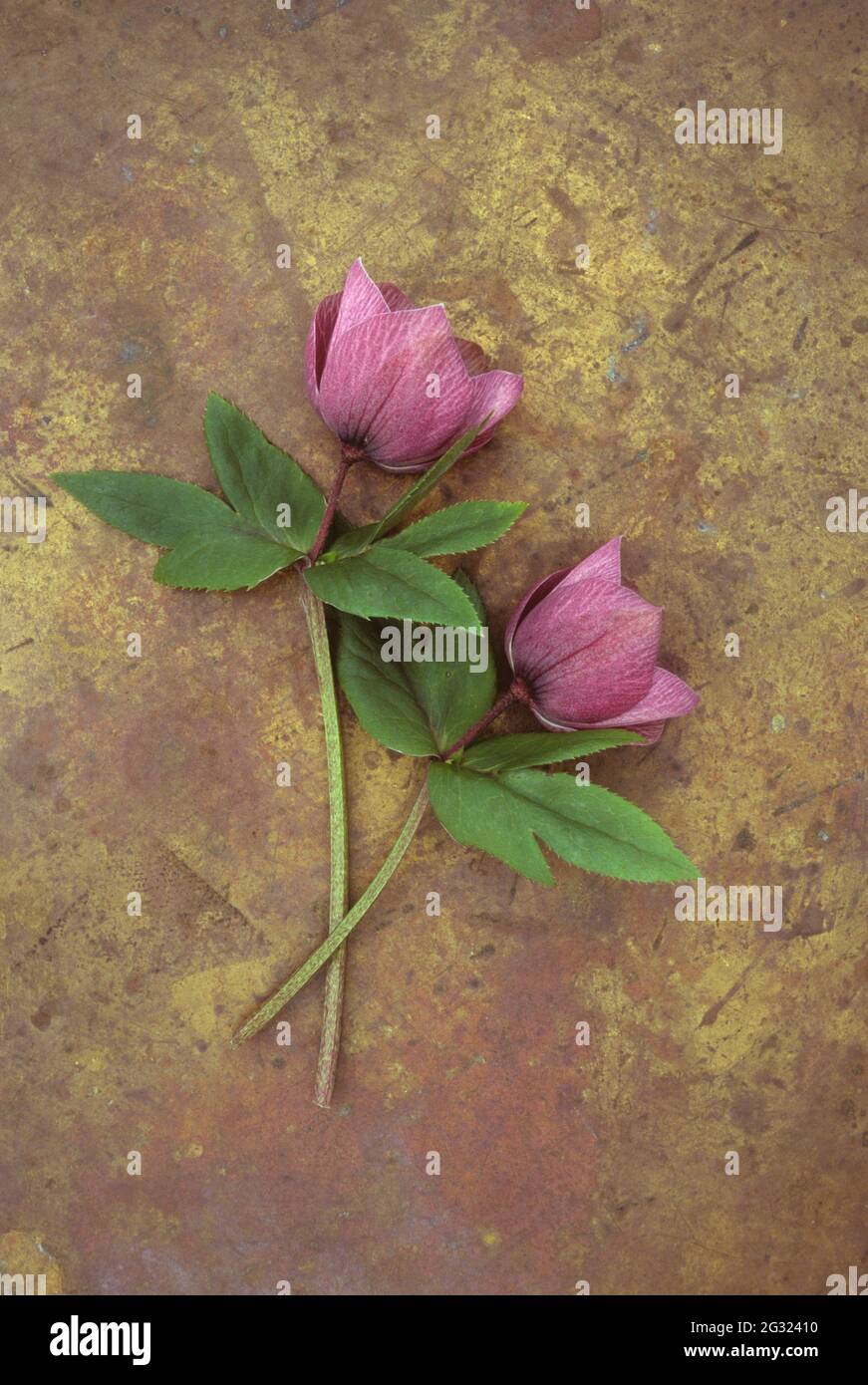 Due gambi e boccioli di fiori a metà apertura di rosa quaresimale o di Helleborus otrientalis giacenti su ottone intaricato Foto Stock