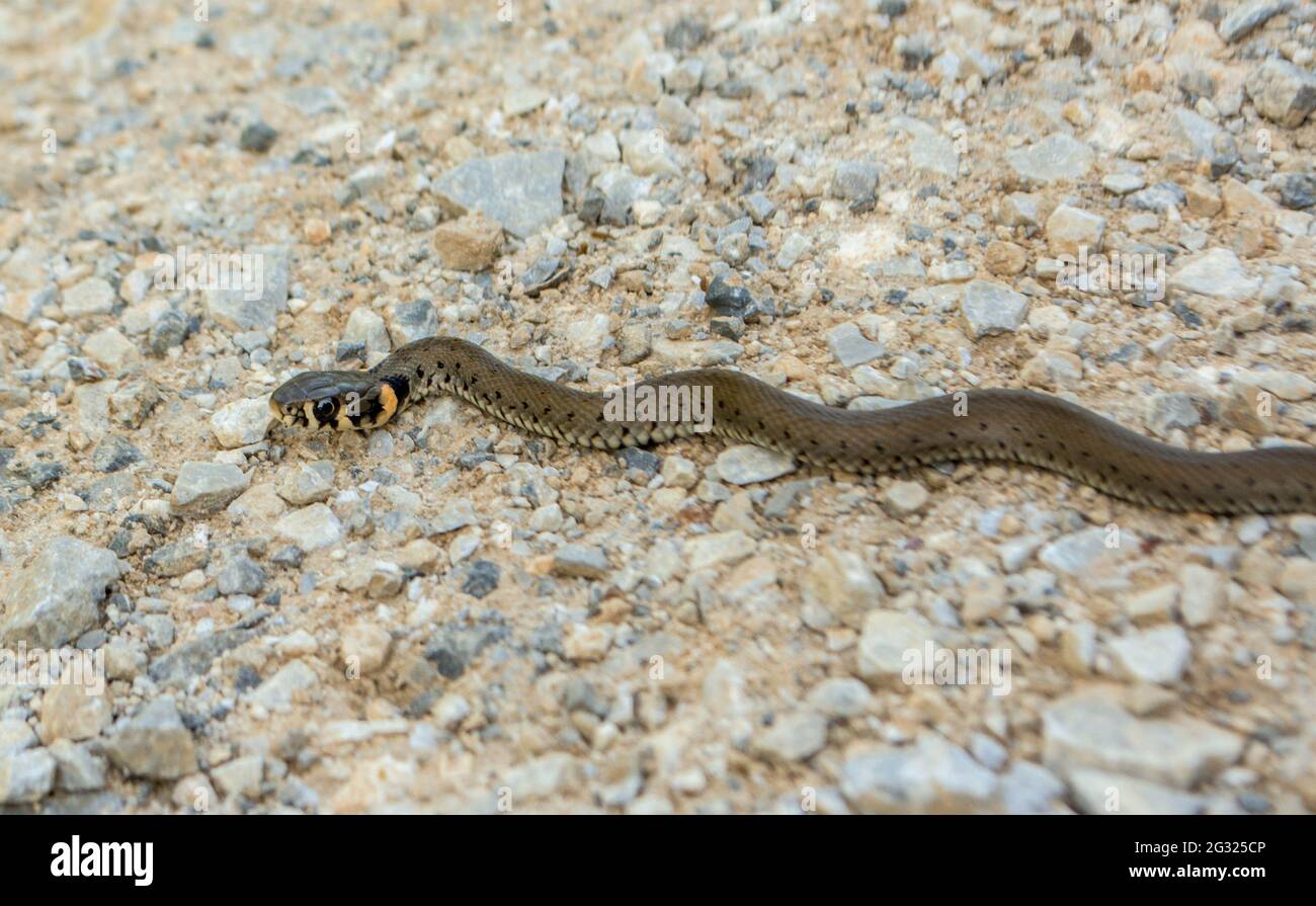 Jung Natrix serpente Natrix, serpente d'erba europeo, serpente ad anello Foto Stock