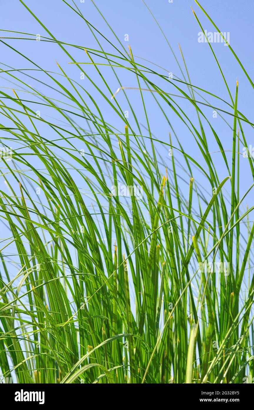Canne verdi in tempo ventoso chiaro in estate, isolate su cielo blu Foto Stock
