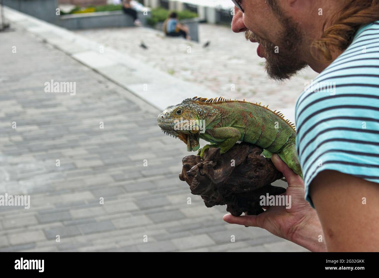 Dnepropetrovsk, Ucraina - 06.12.2021: Primo piano di un iguana verde  maschile o iguana americana con spine e deglap una borsa grande collo. Un  uomo ha un luogo Foto stock - Alamy