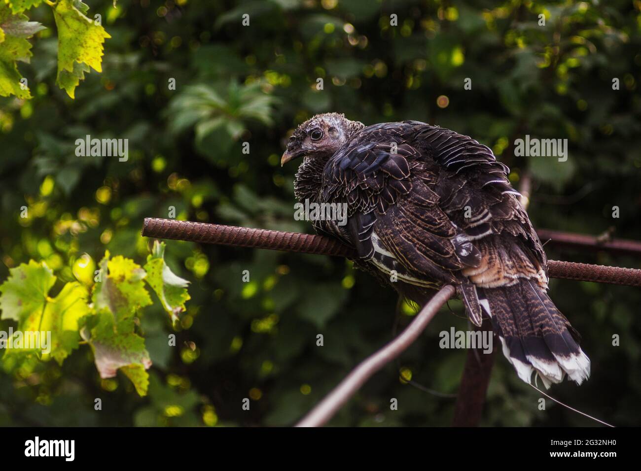 Giovane donna tacchino seduta sulla costruzione di raccordi sullo sfondo delle foglie sfocate. Uccello fattoria nazionale. Vista laterale. Foto Stock