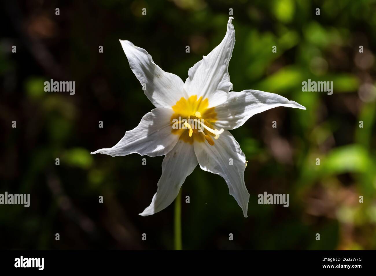 Avalanche Lily, Erythronium montanum, lungo High Rock Lookout Trail, Gifford Pinchot National Forest, Washington state, USA Foto Stock