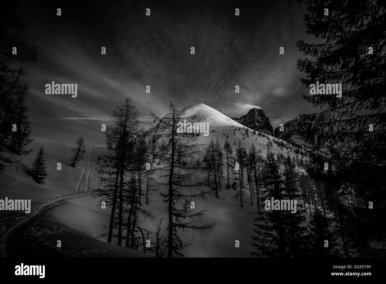 Panorama bianco e nero di cima innevata circondata da larici Foto Stock
