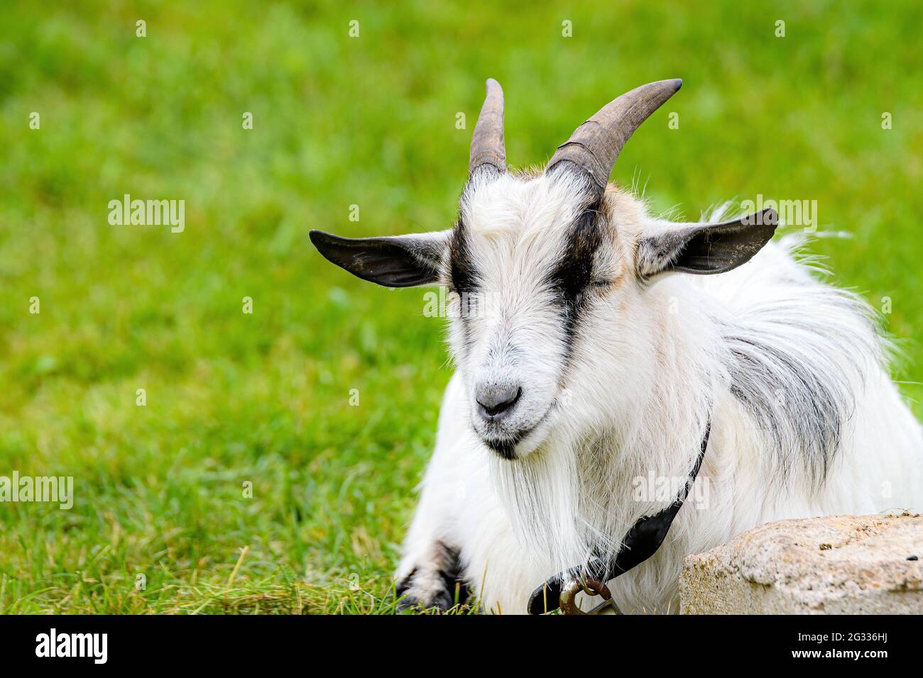 Una capra che giace sull'erba. Sembra addormentato, i suoi occhi sono chiusi. Le orecchie si attaccano ai lati e le corna si spostano indietro. Spazio per il testo. Foto Stock
