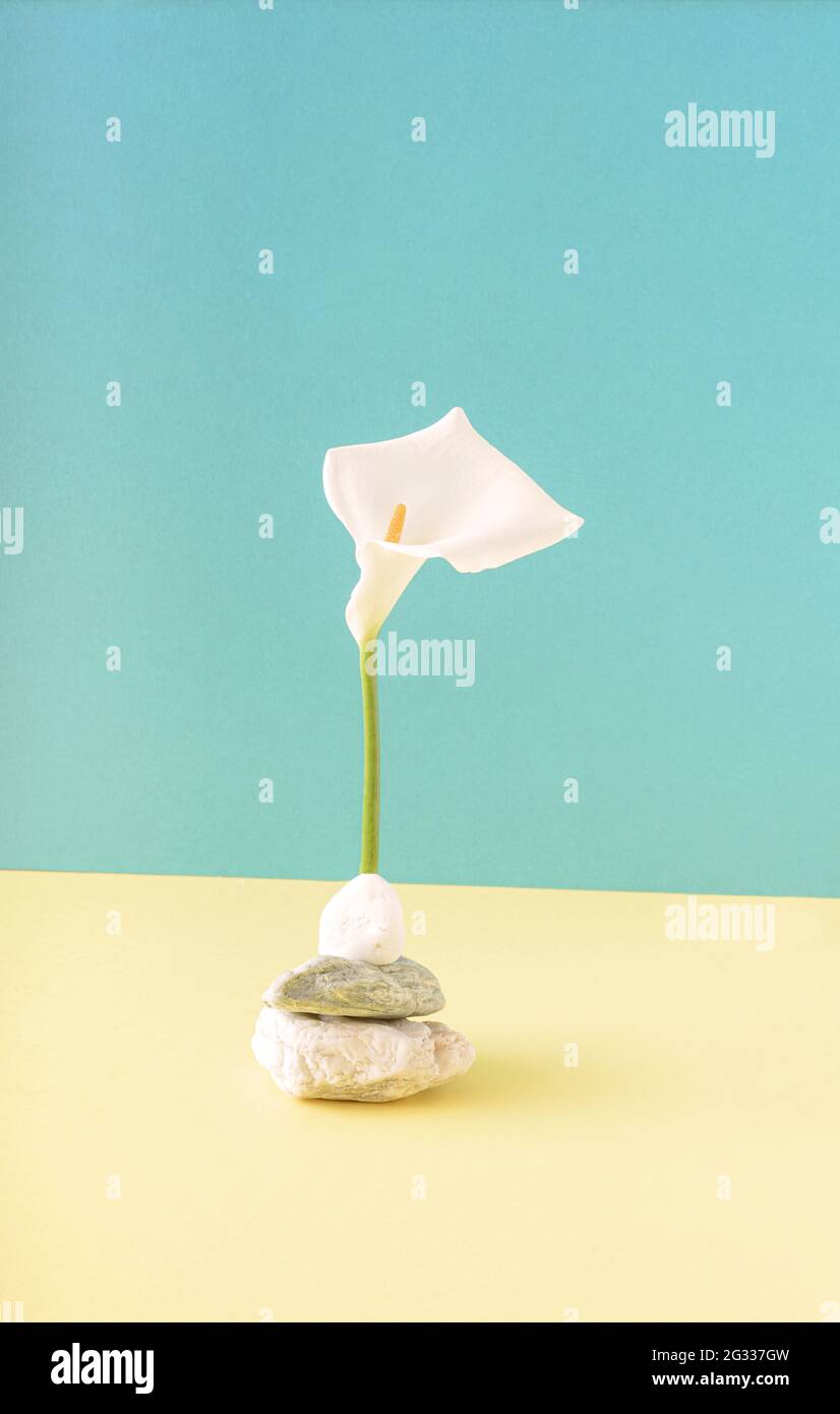 Il fiore bianco della calla si erge su una pietra su una combinazione di sfondo blu e giallo chiaro. Concetto estivo di primavera. Foto Stock