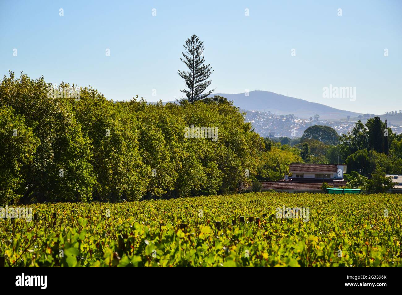 Pinotage vigneto e piantagione di vino a Stellenbosch Città del Capo Sud africa Foto Stock