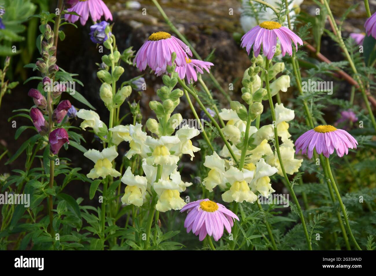 Antirrhinum majus & tanacetum coccineum Eileen maggio Robinson Foto Stock Antirrhinum majus & tanacetum coccineum Eileen maggio Robinson Foto Stock