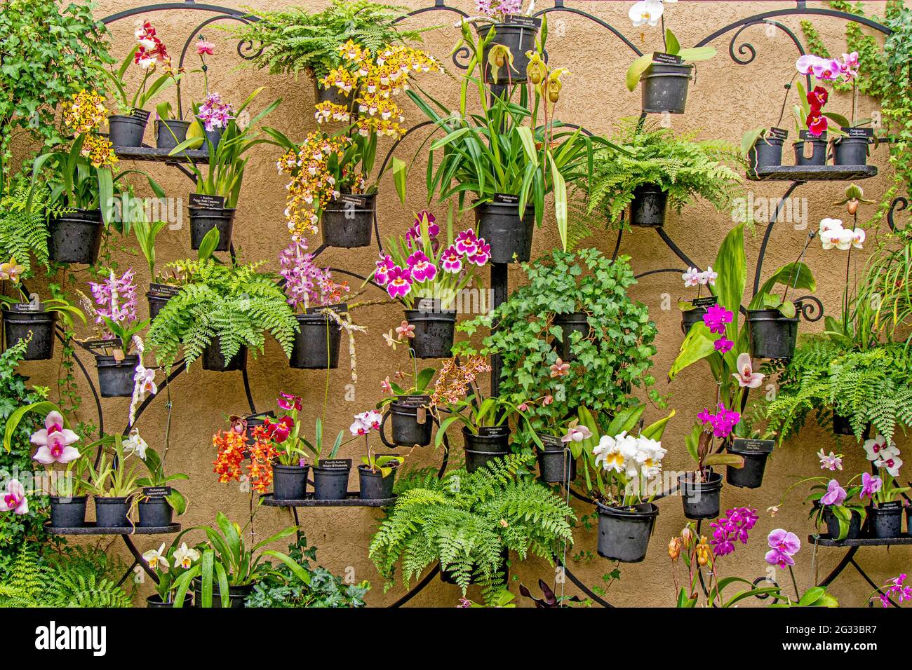 Orchidee Wall, Longwood Gardens, Pennsylvania Foto Stock