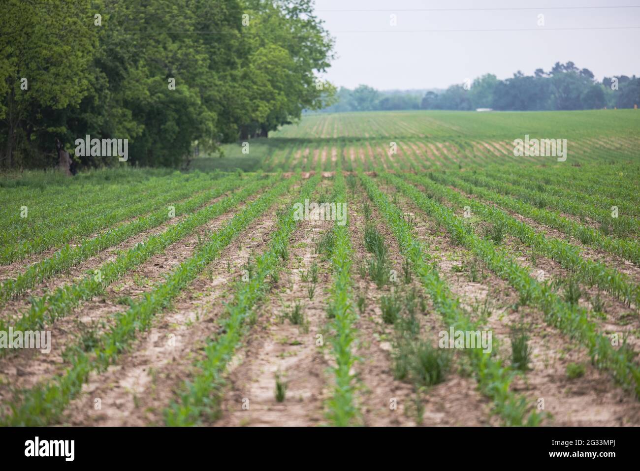 Un campo agricolo di mais giovane che comincia a crescere in file Foto Stock