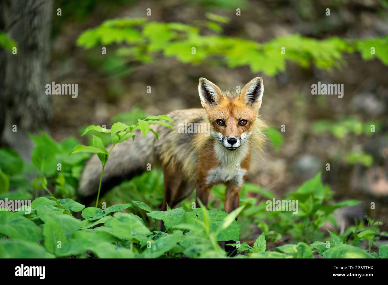 Red Fox primo piano profilo vista nella foresta con fogliame e guardando fotocamera nel suo ambiente e habitat. Immagine. Foto. Verticale. Immagine FOX. Foto Stock