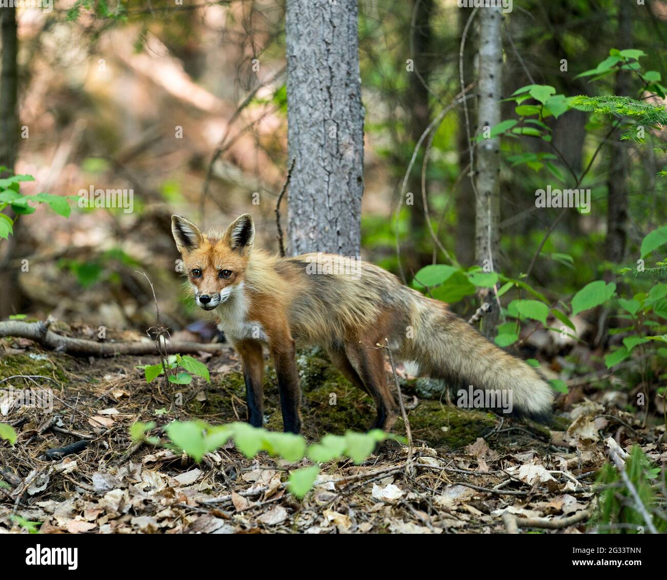 Red Fox primo piano profilo vista nella foresta con fogliame e guardando fotocamera nel suo ambiente e habitat. Immagine. Foto. Verticale. Immagine FOX. Foto Stock