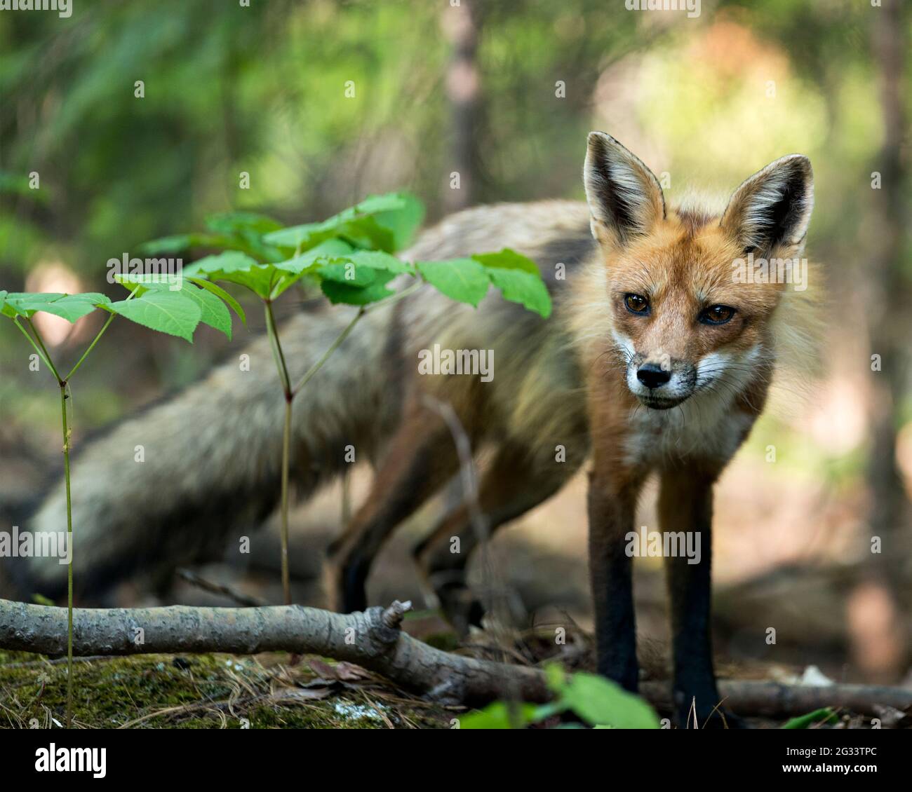 Red Fox primo piano profilo vista nella foresta con fogliame e guardando fotocamera nel suo ambiente e habitat. Immagine. Foto. Verticale. Immagine FOX. Foto Stock