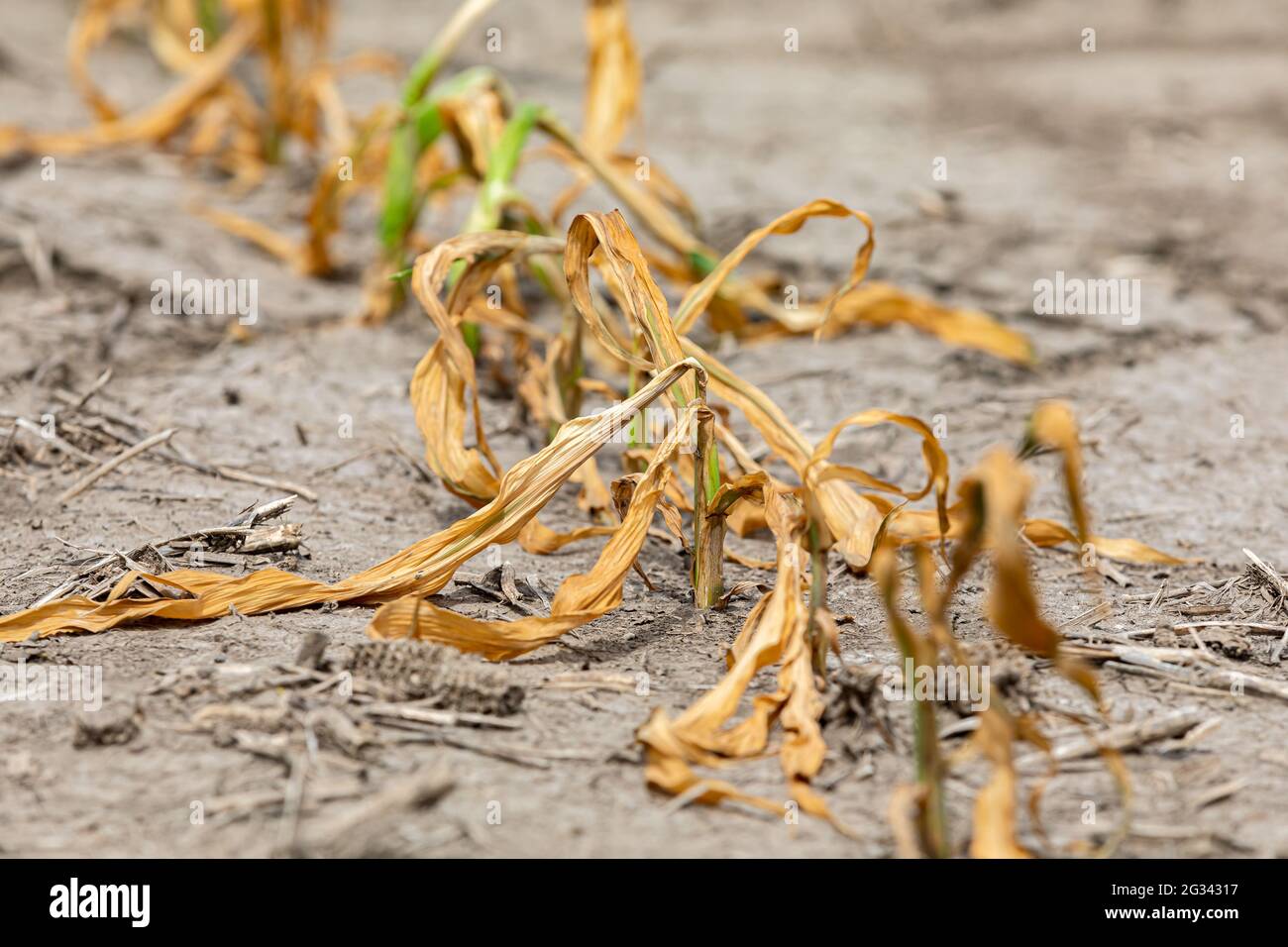 Piante di mais selvaggianti e morti in campo di mais. Danno erbicida, siccità e concetto di tempo caldo Foto Stock
