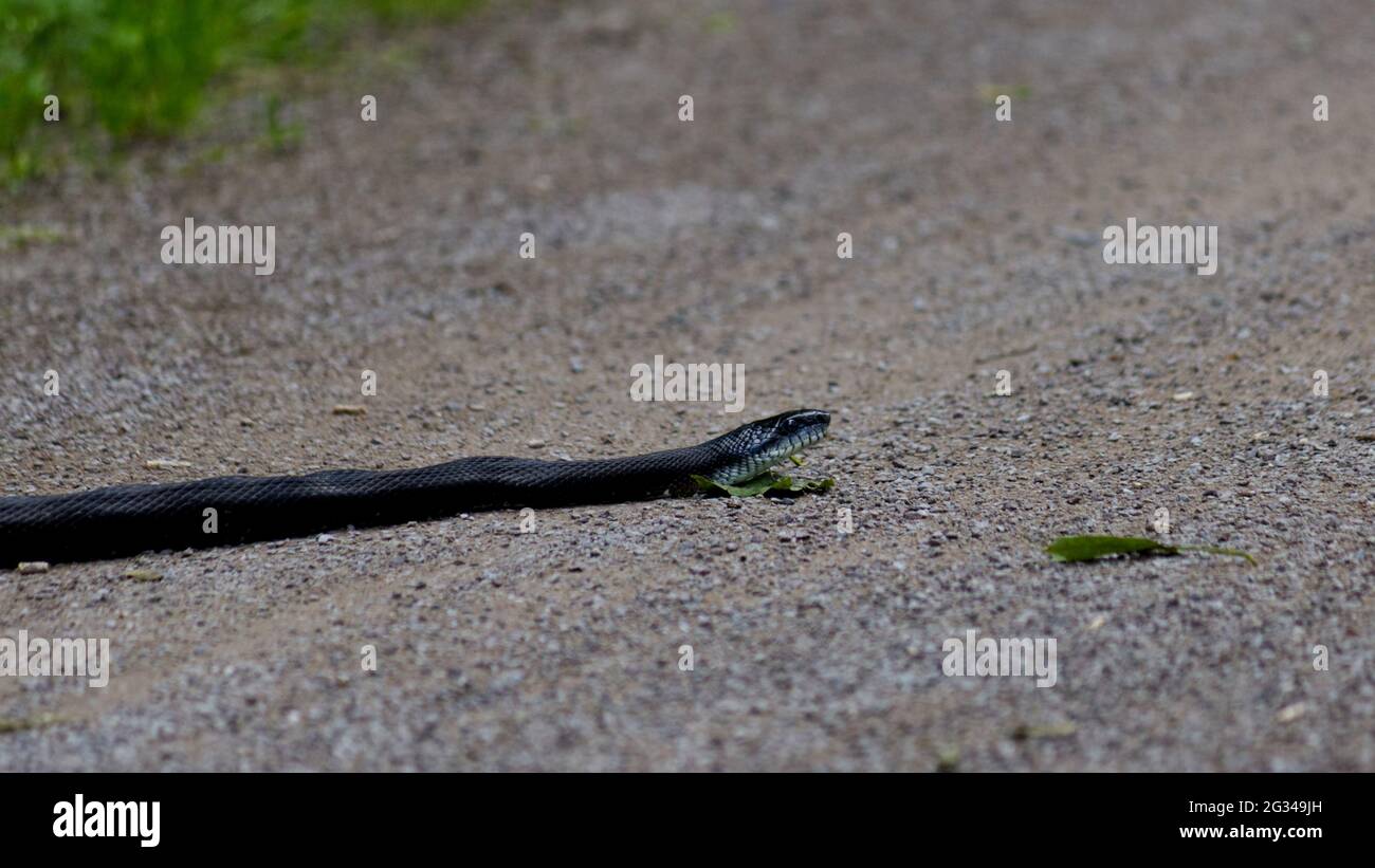 Un serpente nero che si posa a terra Foto Stock Un serpente nero che si posa a terra Foto Stock