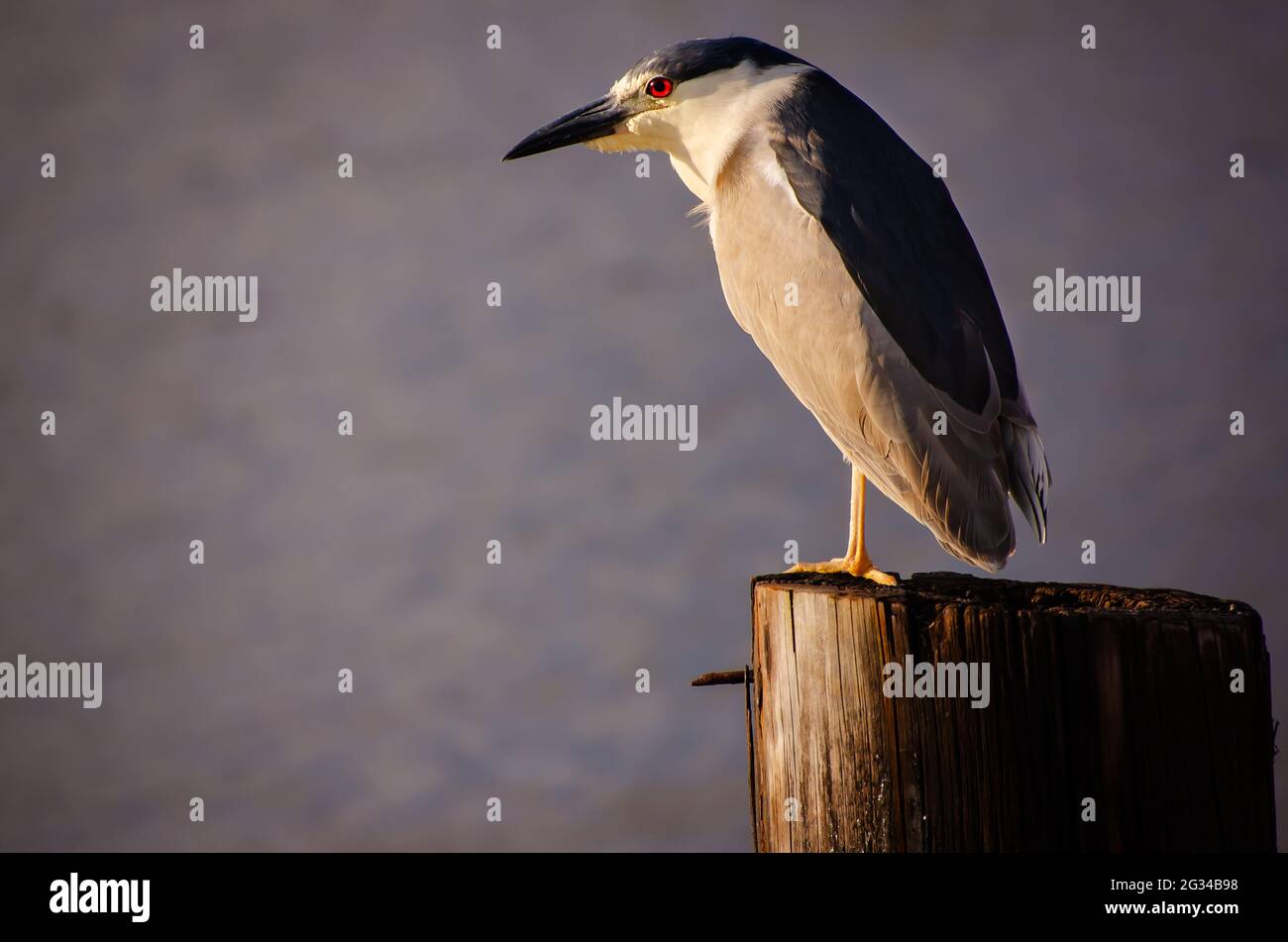 Un airone notturno adulto coronato da nero si trova su un molo, il 9 giugno 2021, a Bayou la Batre, Alabama. Foto Stock