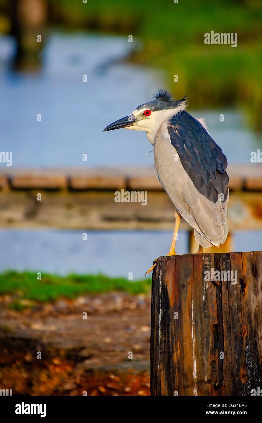 Un airone notturno adulto coronato da nero si trova su un molo, il 9 giugno 2021, a Bayou la Batre, Alabama. Foto Stock Un airone notturno adulto coronato da nero si trova su un molo, il 9 giugno 2021, a Bayou la Batre, Alabama. Foto Stock
