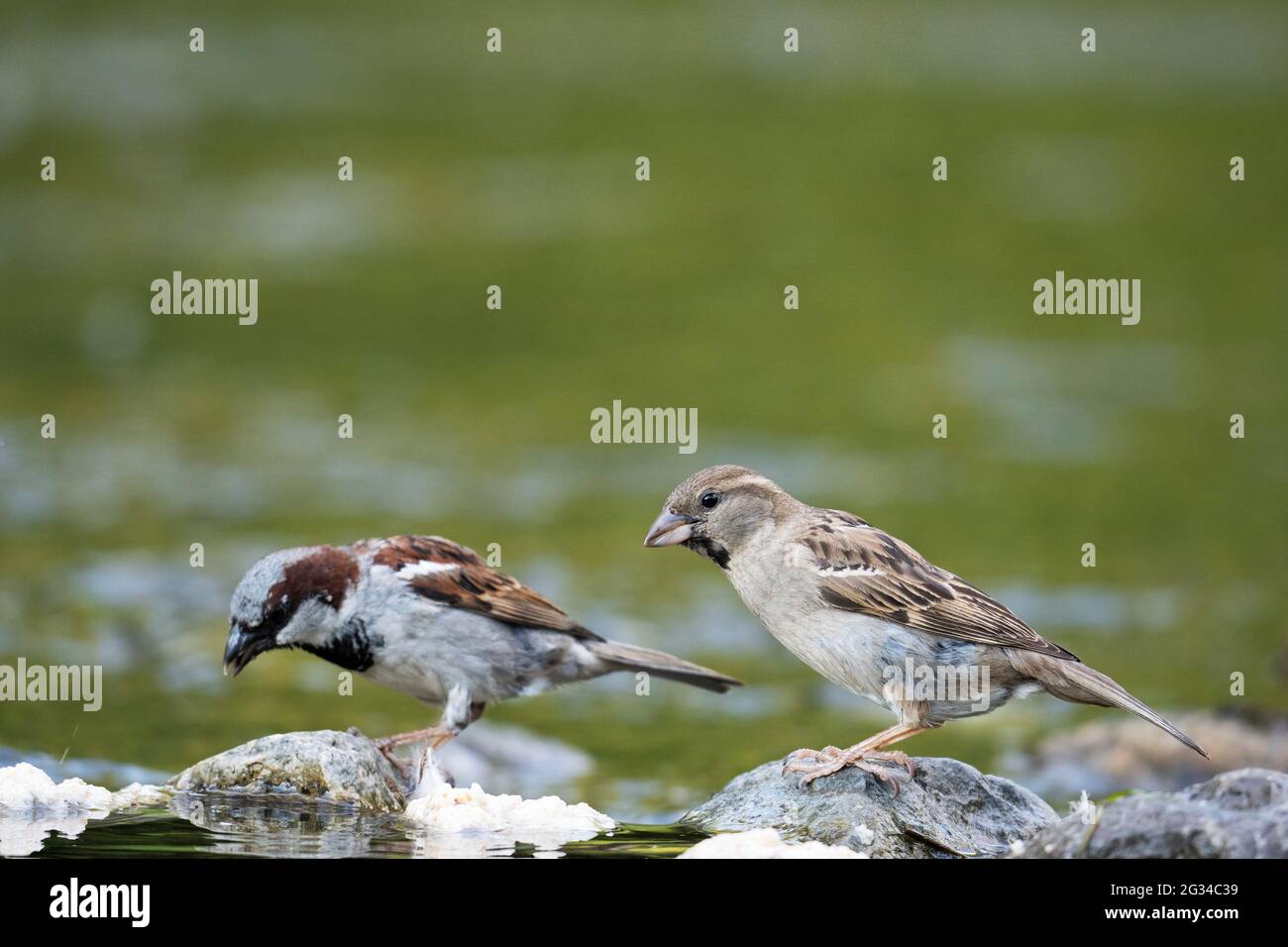 Casa Sparrows (Passer domesticus), uccelli Foto Stock