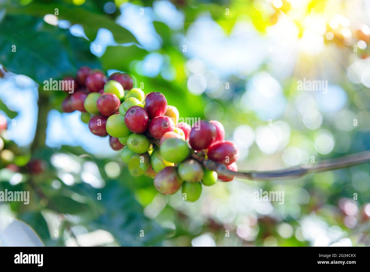 Piantagione di chicchi di caffè crudo in agricoltura fattoria fresca pronta per la raccolta per l'industria del caffè. Foto Stock