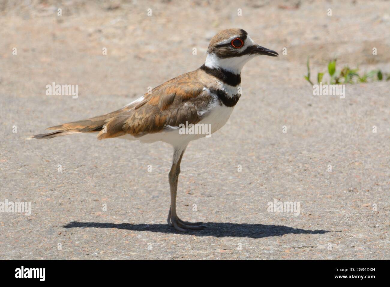 Killcers uccello o Charadrius vociferus in piedi in un parcheggio rurale o strada Foto Stock