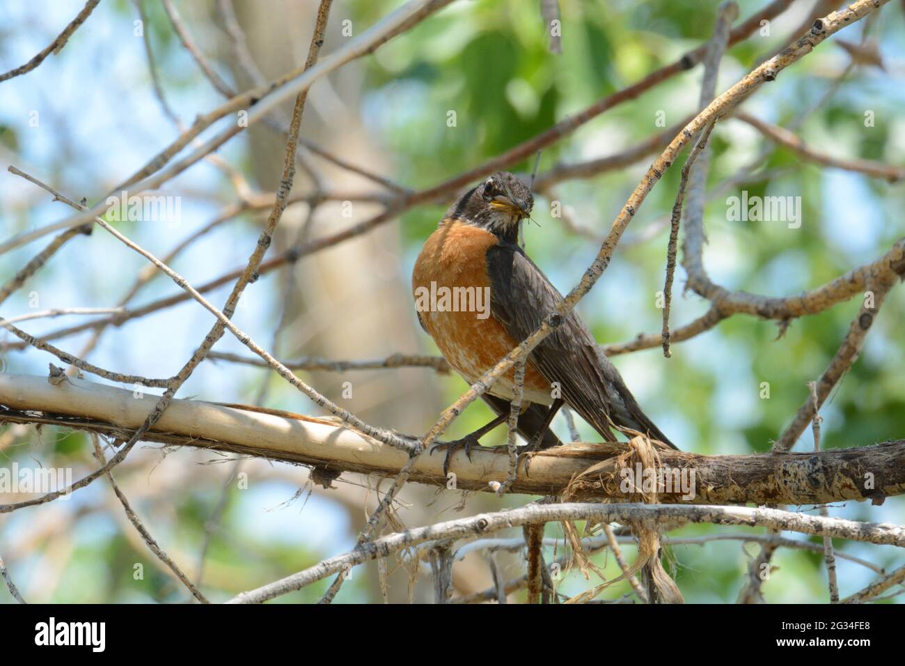 Rapina americana uccello o Turdus migratorius mangiare insetto alato mentre appollaiato sul ramo dell'albero Foto Stock