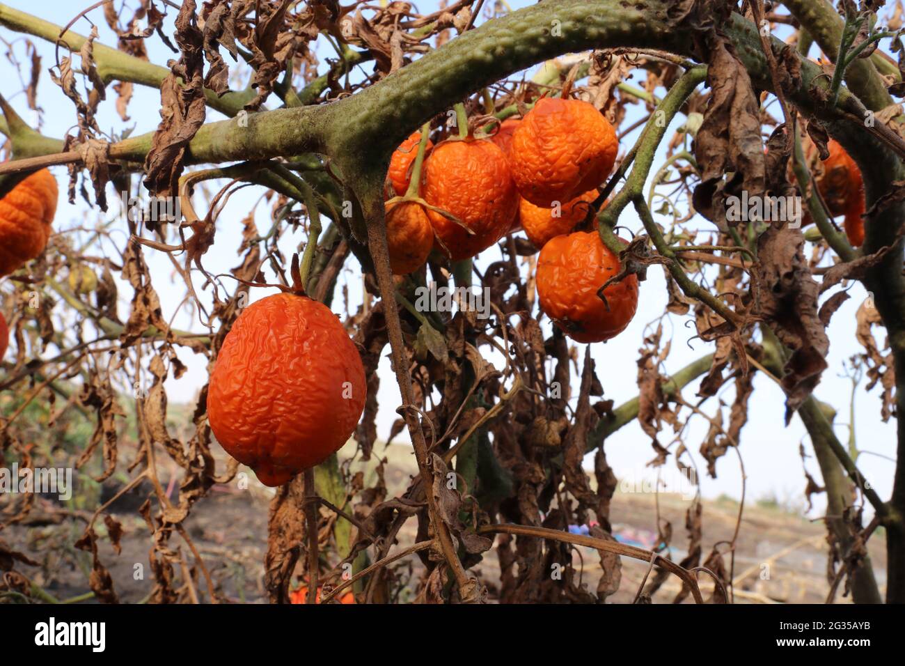 I pomodori rivettati pendono dal cespuglio. Malattie delle piante. Foto Stock