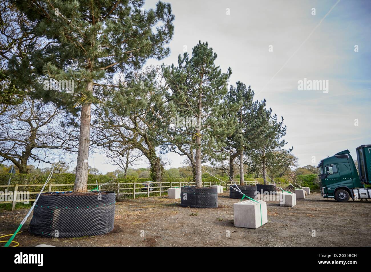 Alberi maturi in pentole in un centro di giardino solo per il commercio Foto Stock