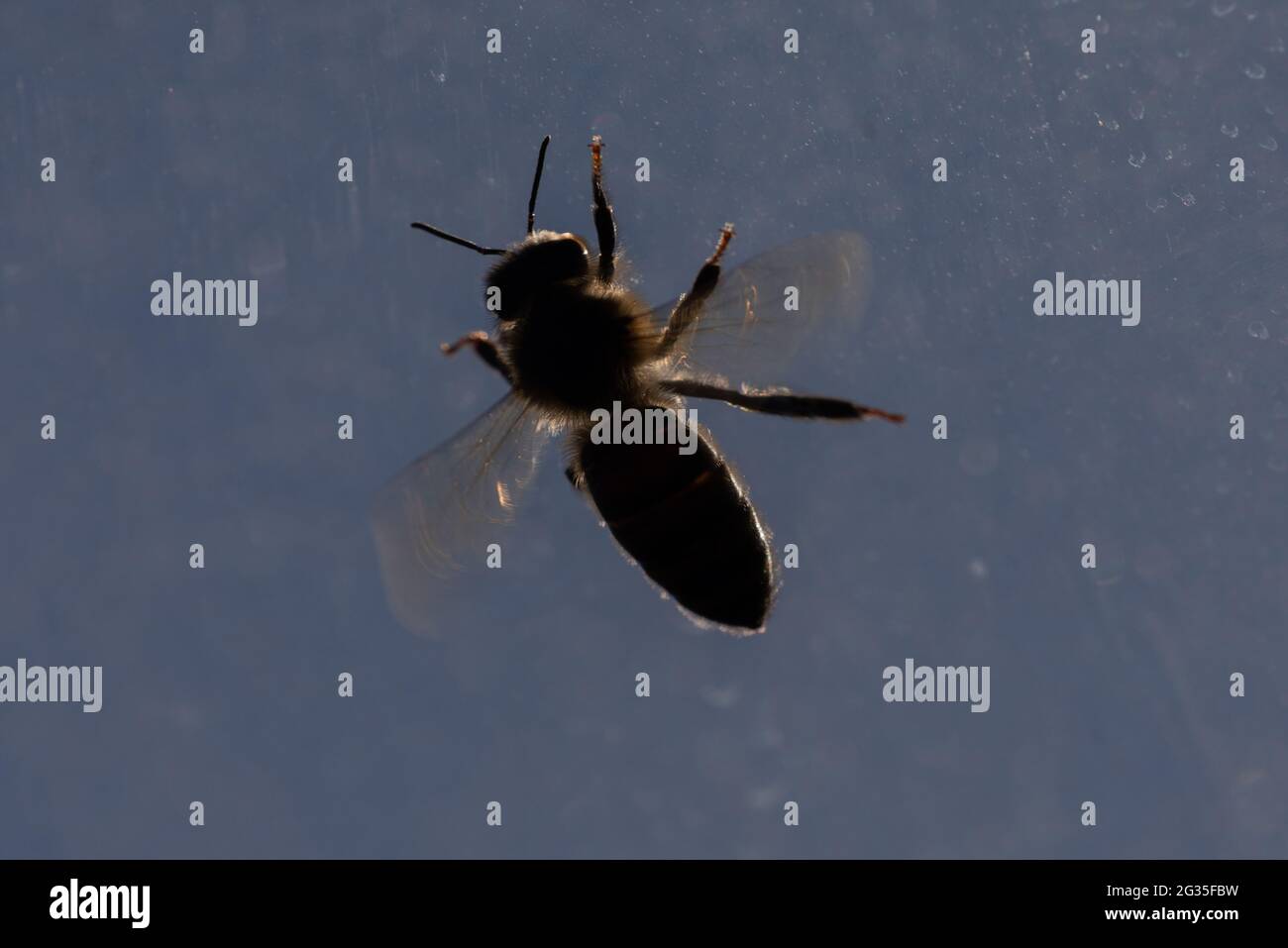 Ape di miele europea (Apis mellifera) Foto Stock