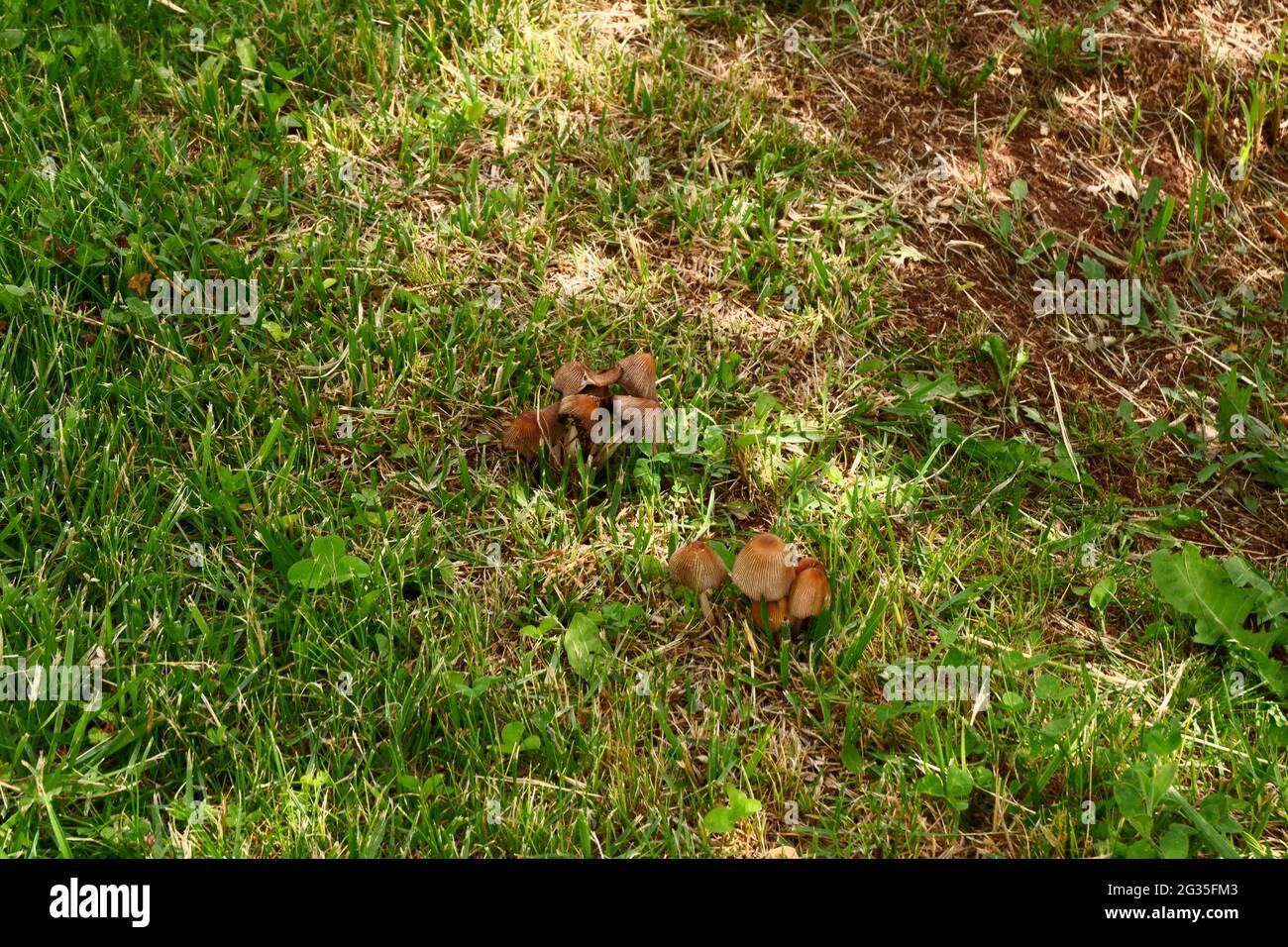 Funghi selvatici sull'erba all'ombra Foto Stock