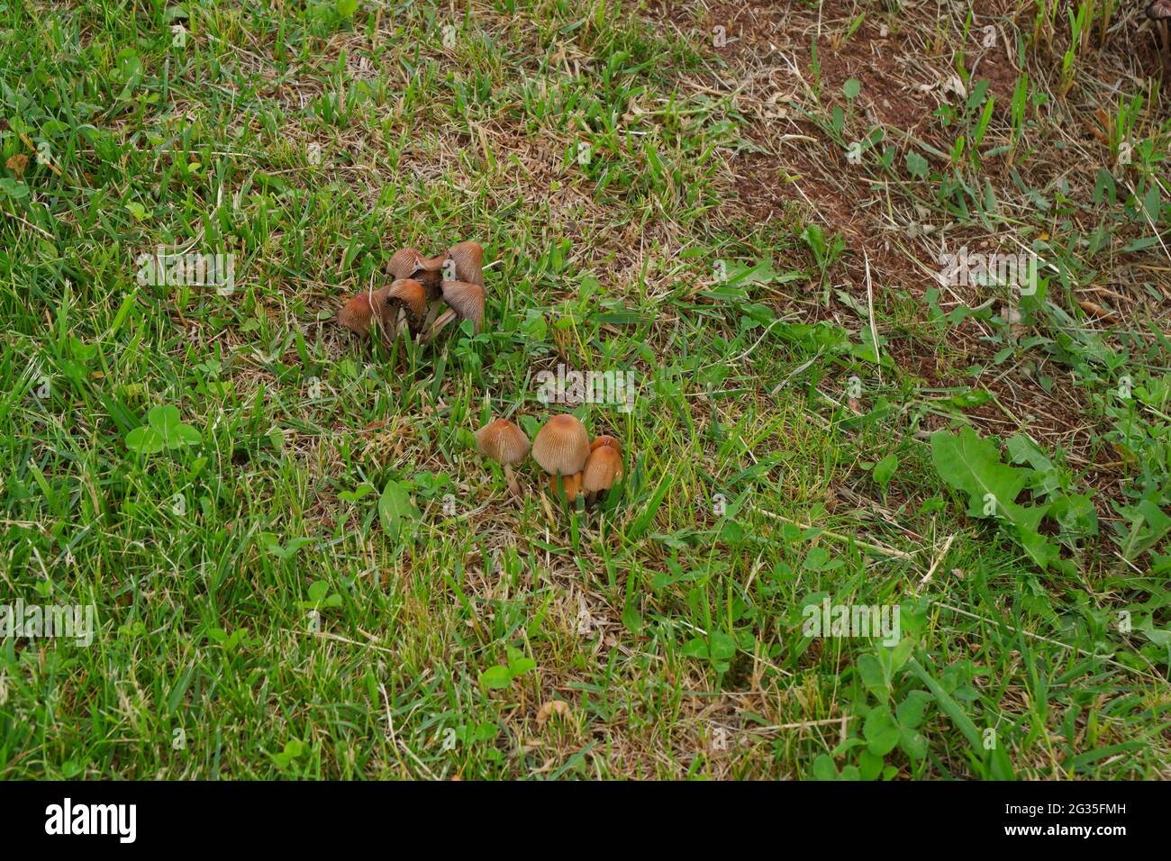 Funghi selvatici sull'erba all'ombra Foto Stock