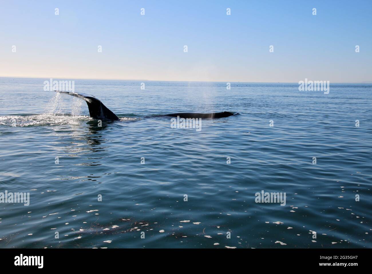 Avvistamento di balene Gray Whale Baja California sur, Messico Foto Stock