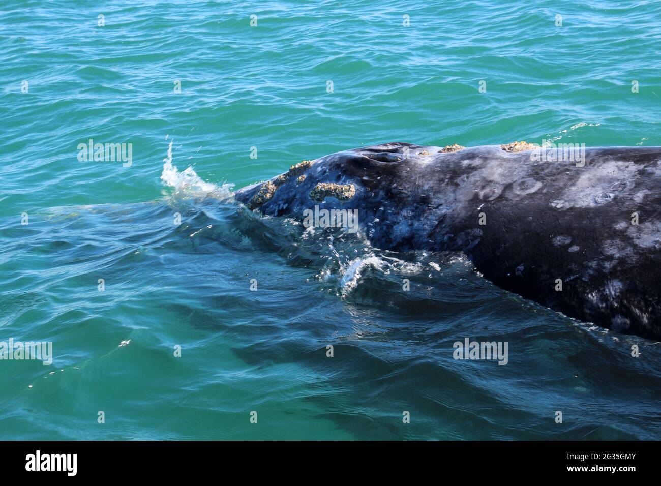 Balene grigie a Laguna San Ignacio Baja California, Messico Foto Stock