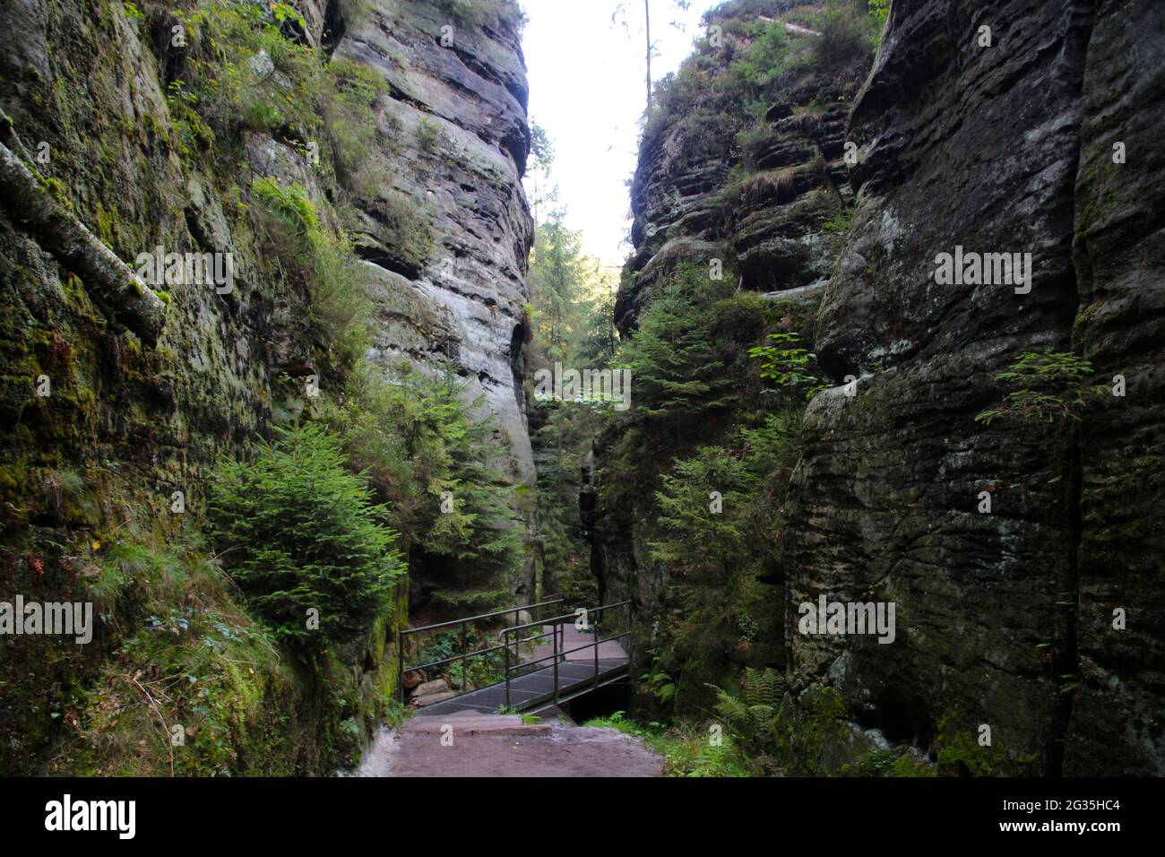 Svezia buche, Svizzera sassone, Germania Foto Stock