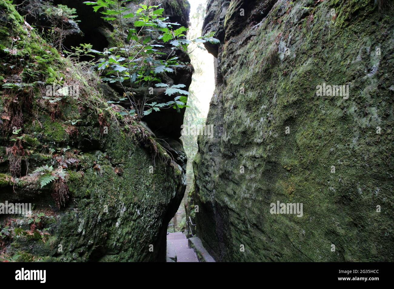 Svezia buche, Svizzera sassone, Germania Foto Stock