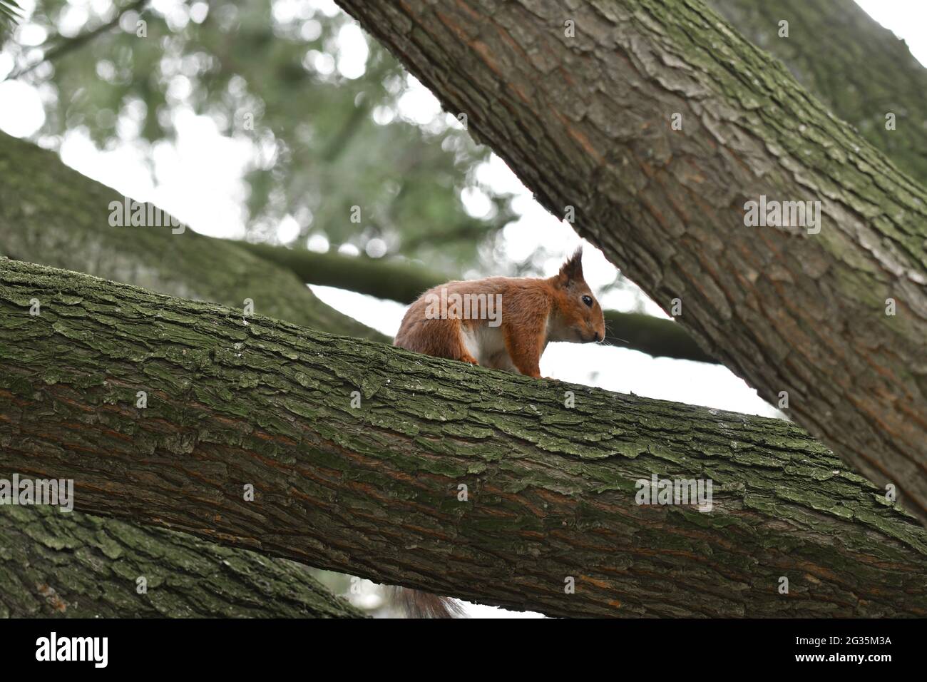 Foto di uno scoiattolo in un albero in un parco Foto Stock