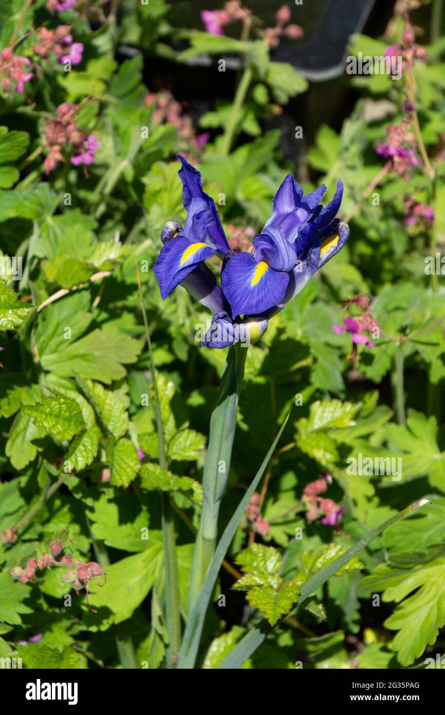Iris sibirica in fiore con fiori viola-blu e gambo lungo nel giardino ornamentale Foto Stock