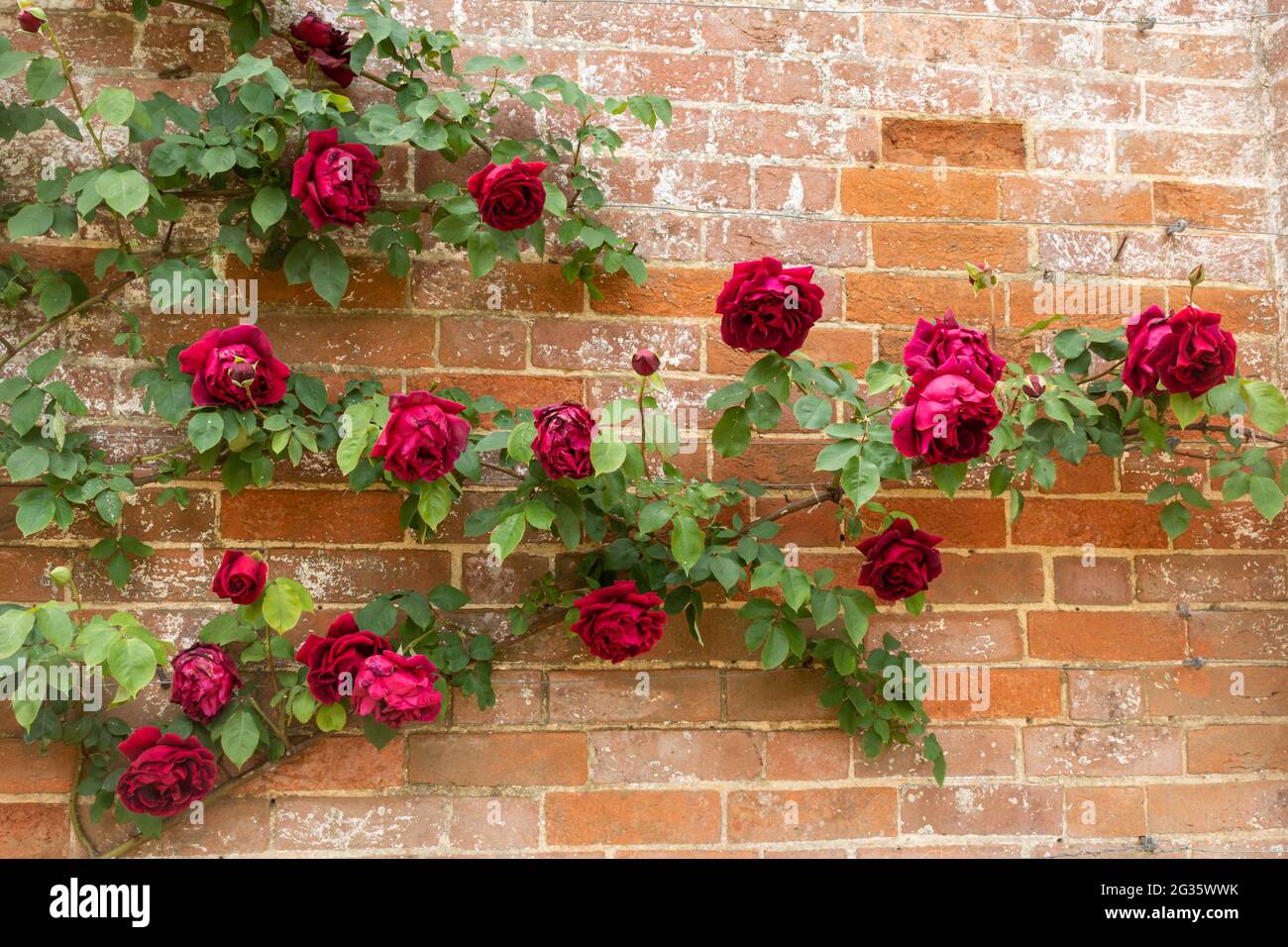Rosa 'Crimson Glory', rosso porpora glory climbing rose crescere su una parete, Regno Unito Foto Stock