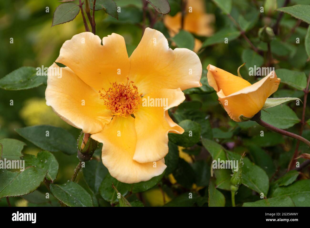 Rosa 'mrs Oakley Fisher', rose di MRS Oakley Fisher colorate con albicocche, una rosa di tè ibrida, nel mese di giugno, Regno Unito Foto Stock