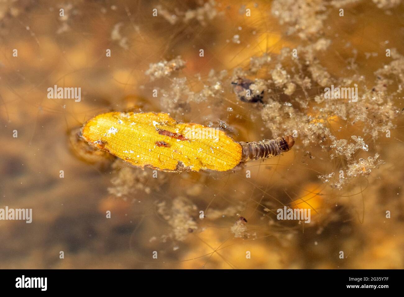 Larva di Caddisfly (Trichoptera sp.) in un laghetto usando materiale vegetale come un caso, UK Foto Stock