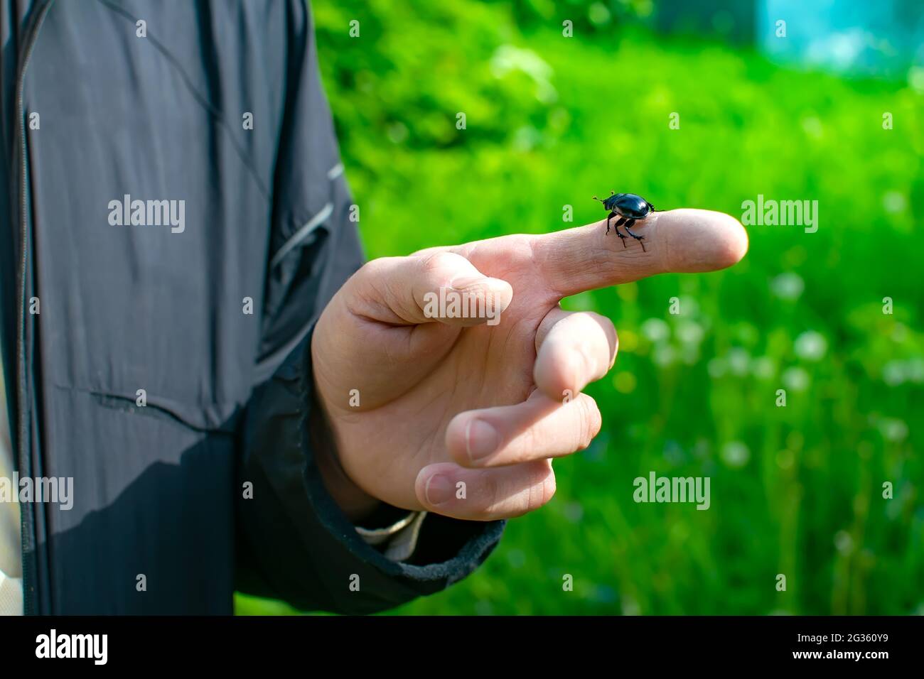 Geotrupes, Geotrupinae, un insetto, un coleottero nero di sterco, siede sul dito di un uomo sullo sfondo di una strada e erba verde Foto Stock