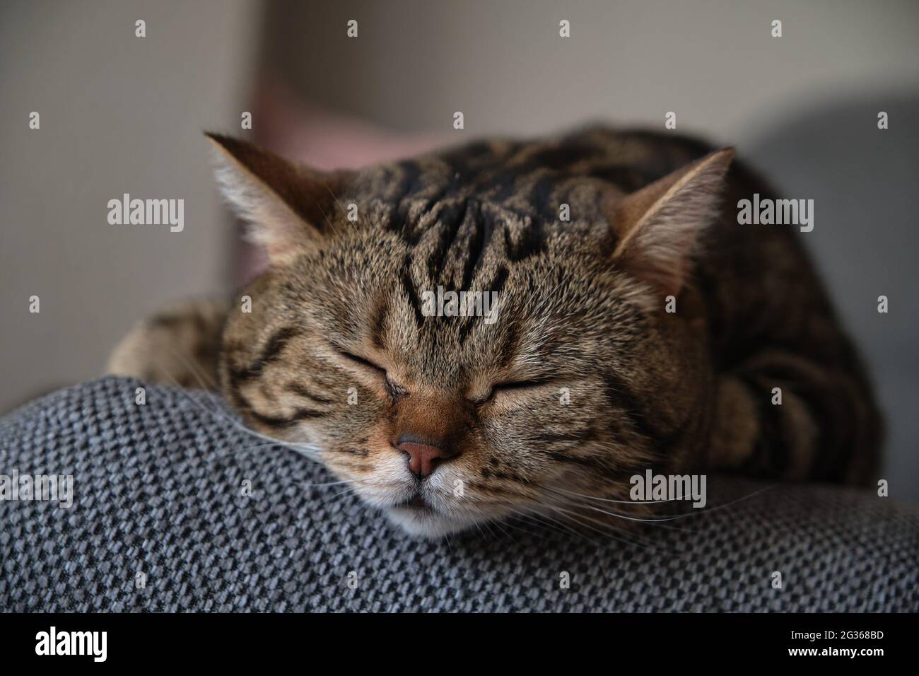 british shorthair marmo colorato gatto dorme da vicino Foto Stock