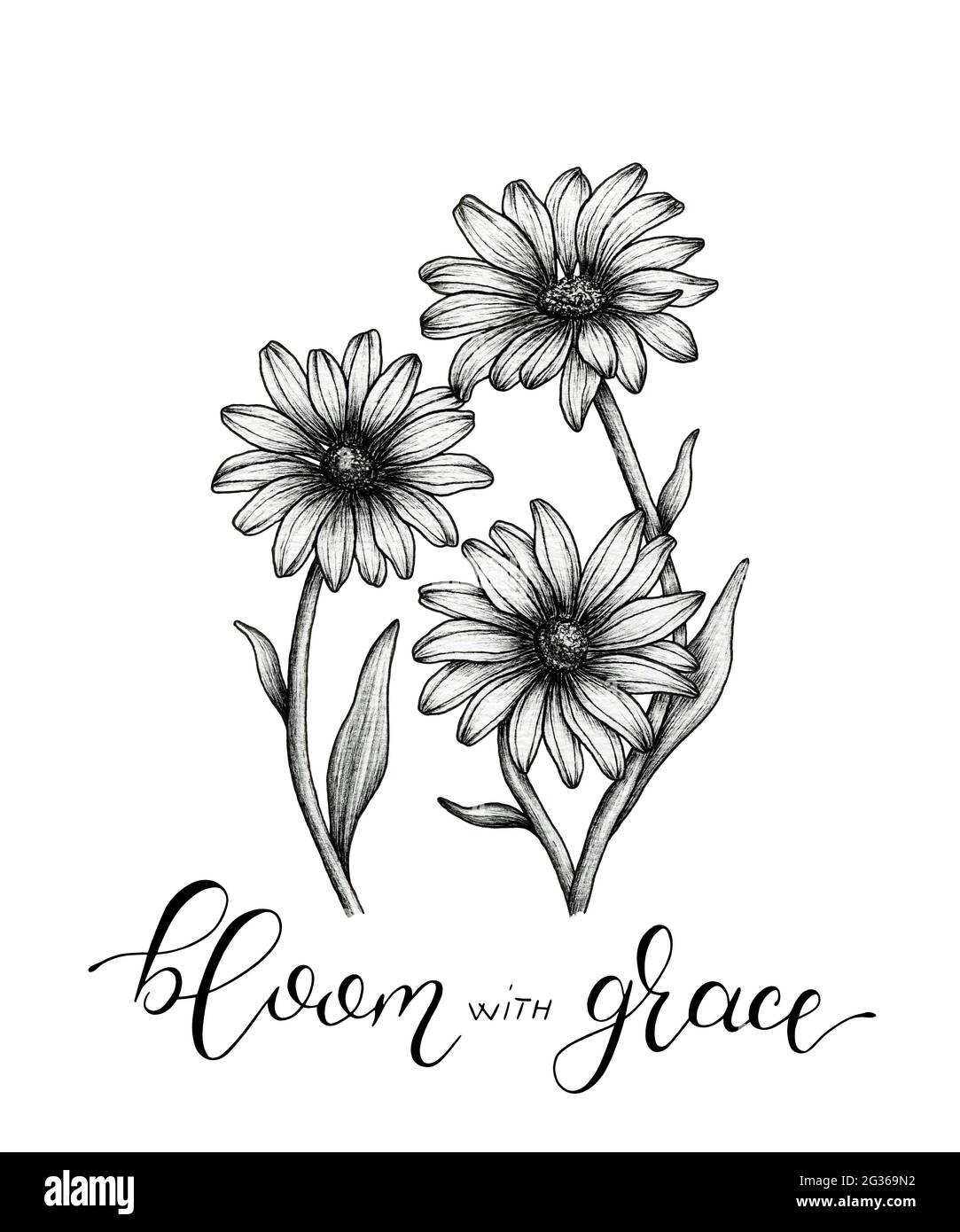 Daisies vintage disegno di linea fine e fiorire con grazia calligrafia moderna manoscritta, disegno floreale in bianco e nero schizzo Foto Stock