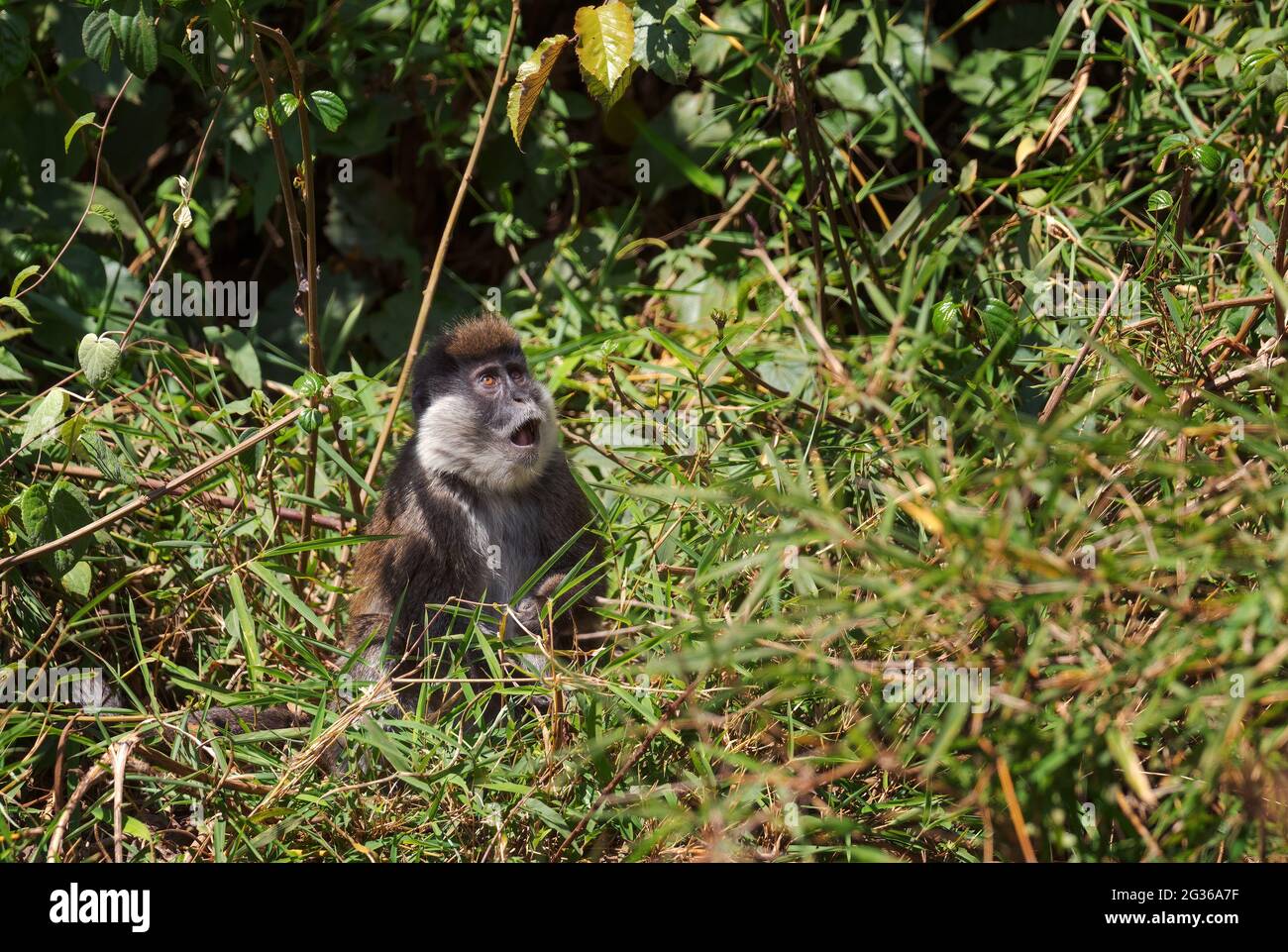 Bale Mountains Monkey - Chlorocebus djamdjamensis, primate endemico in via di estinzione dalle montagne di Bale e dalla foresta di Harrena, Etiopia. Foto Stock