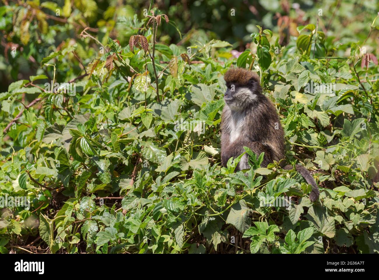 Bale Mountains Monkey - Chlorocebus djamdjamensis, primate endemico in via di estinzione dalle montagne di Bale e dalla foresta di Harrena, Etiopia. Foto Stock